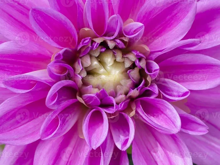 Dulari Flower Benefits for Skin Health and Natural Glow