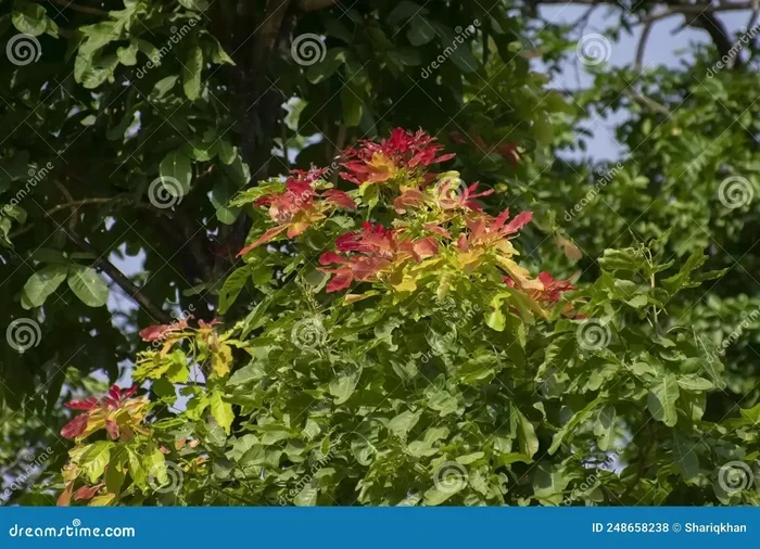 Kusum Tree Guide Benefits Uses and Growing Tips for Your Garden