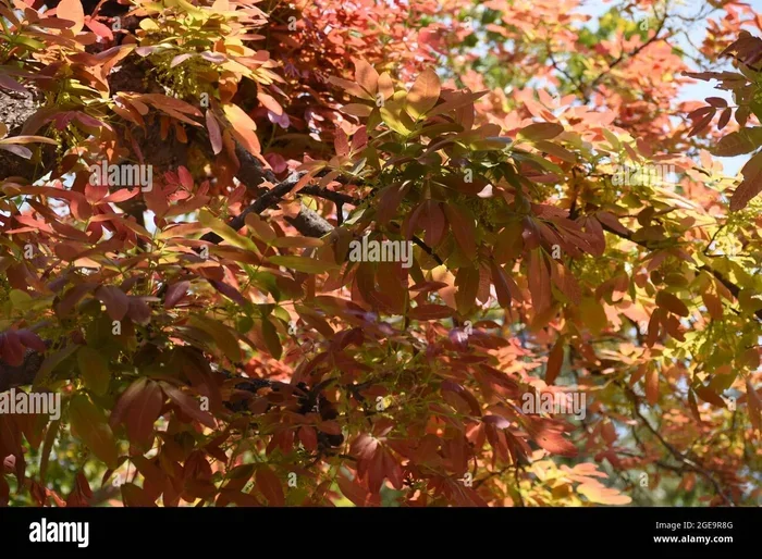 Kusum Tree Guide Benefits Uses and Growing Tips for Your Garden