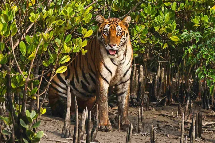Sundorboner Baghini Guide to the Royal Bengal Tiger