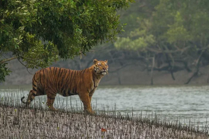 Sundorboner Baghini Explore the Best Sundarbans Tiger Trails