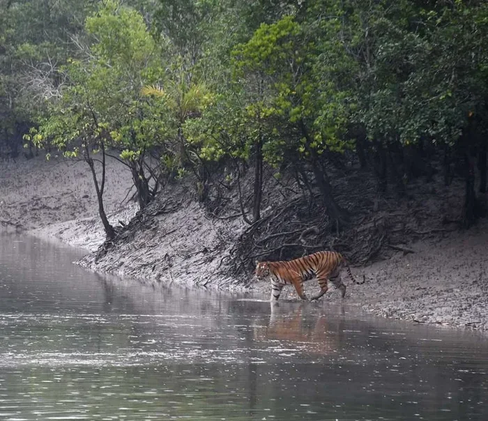 Sundorboner Baghini Explore the Best Sundarbans Tiger Trails